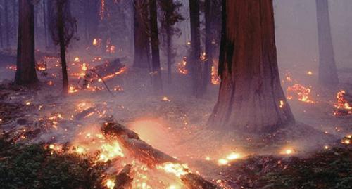 Лесной пожар. Фото http://md-gazeta.ru/news/26688