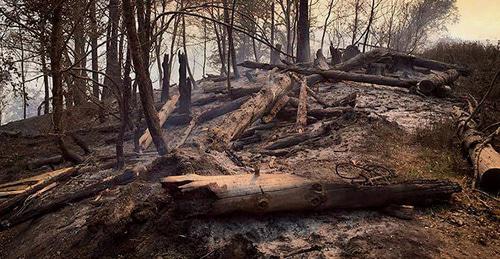 Последствия пожара в Боржоми-Харагаульском лесу. Фото © Sputnik/ Nodar Bliadze