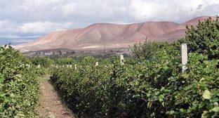 ����: kavkaz-uzel.ru