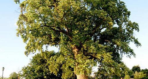 Тюльпановое дерево в поселке Головинка, Лазаревский район Сочи. Фото с сайта "Флора Земли". 