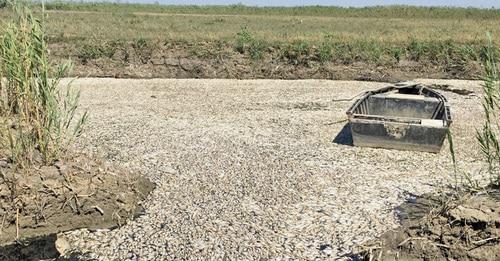 Массовая гибель рыбы в водоохранной зоне реки Терек. Дагестан. Фото https://www.riadagestan.ru/