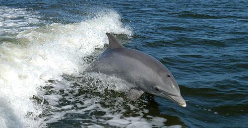 Дельфин. Фото: NASAs https://ru.wikipedia.org