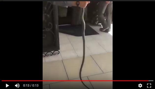 Пойманная в Чечне змея. Скриншот с видео