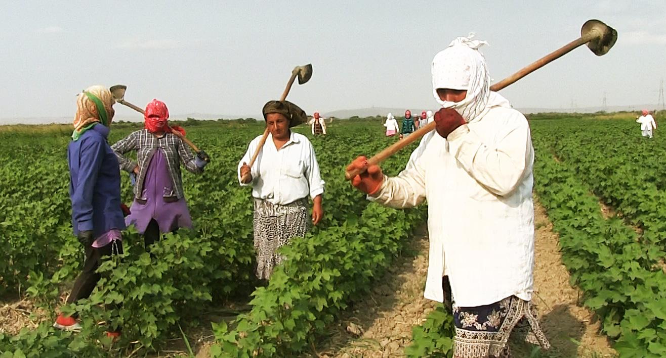 Cotton growers, Saatli District. Photo: Meydan-TV