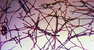 ����: kavkaz-uzel.ru