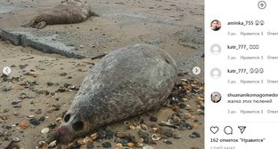 Дагестанские экологи указали на риски от массовой гибели тюленей