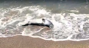 Тела тюленей найдены на побережье Каспия в Дербенте