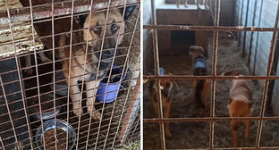 Фото: am.vesti.news