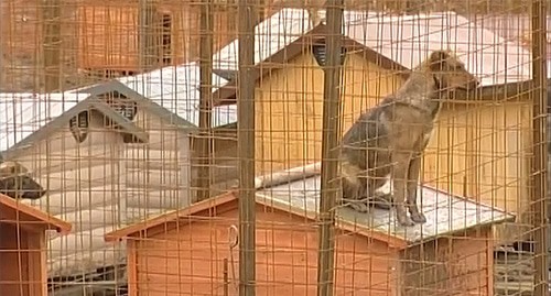 Собака в приюте для животных в Барановке. Кадр из видео https://www.youtube.com/watch?v=uUVqj0ZxhuU