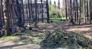 Срубленные деревья в Сочи, фото: корреспондент "Кавказского узла"