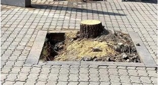 Вырубка деревьев в Ереване, фото: https://novostink.ru/politika/zhiteli-erevana-vozmushheny-vyrubkoj-tolstostvolnyh-derevev-na-kaskade/