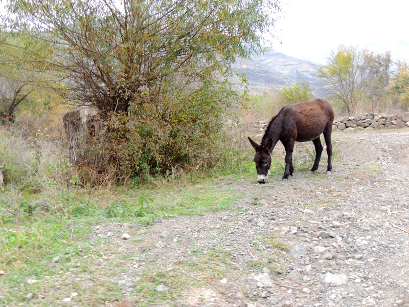 Какое же карабахское село без ослика.:-)