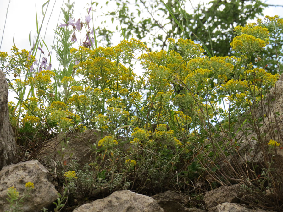 Эти жёлтые цветы густо заросли между камнями. Летние фотозарисовки.