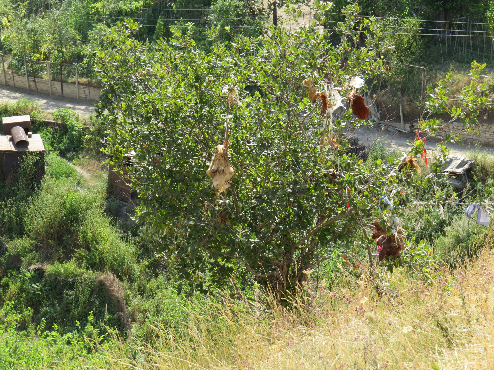 Деревце рядом с монастырём, на котором вывешивают головы петушков и баранов после ритального жертвоприношения.