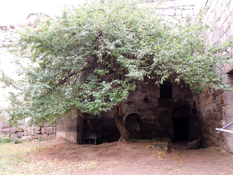 Дерево алычи в монастырском дворе.
