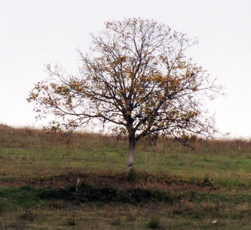 Одинокое осенне дерево. Снято с  максимальным использованием зума.
