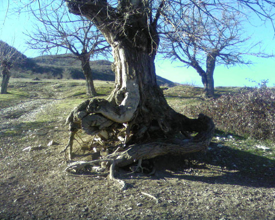 Уставшее от долгой жизни дерево, как человек, скрестив набухшие венами руки, оперлось на трость