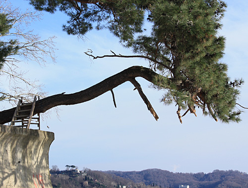 "Сосна возлежащая" - достопримечательность мыса Видного, 30 января 2011 года. Фото "Кавказского узла"