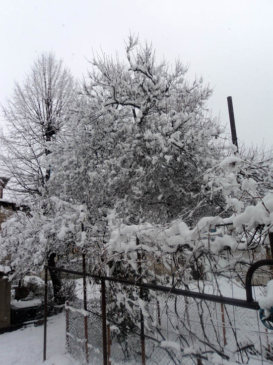 Дерево в снегу. Рядом с моим офисом.