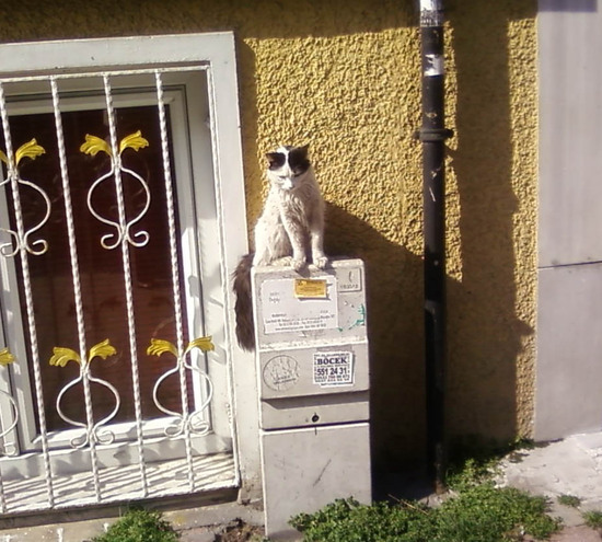 Стамбульские кошки - 3.