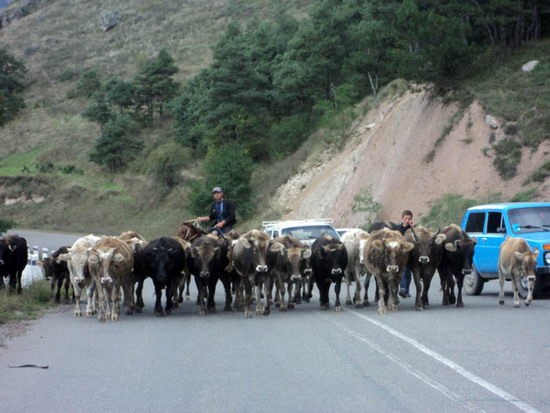 Возвращаясь обратно домой, мы обогнали небольшое стадо коров, которые упорно не хотели освободить проезжую часть, чтобы мы поехали дальше.