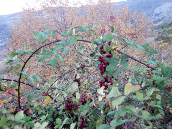 Осень в Карабахе. Осенняя ежевика...