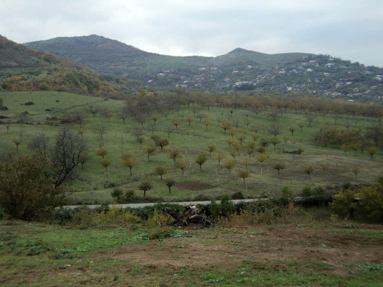 Осень в Карабахе. По дороге в Мартуни. Тутовый сад....