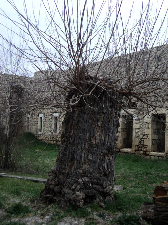 Старинное тутовое дерево во дворе монастыря Амарас... Никто не знает, сколько веков этому дереву и что на своём веку оно видело...