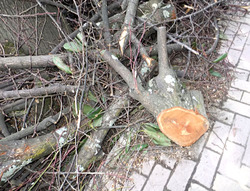 Кронирование деревьев в Сочи. Апрель 2012 г. Фото Светланы Кравченко для "Кавказского узла"