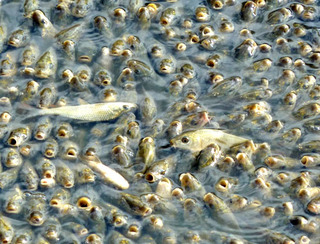 Сеголетки сазана, выращенные астраханскими ихтиологами в прудах. Астрахань, август 2012 г. Фото Вячеслава Ященко для 