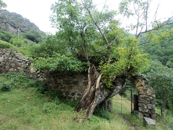 Старое дерево и старая арка. Дадиванк.
