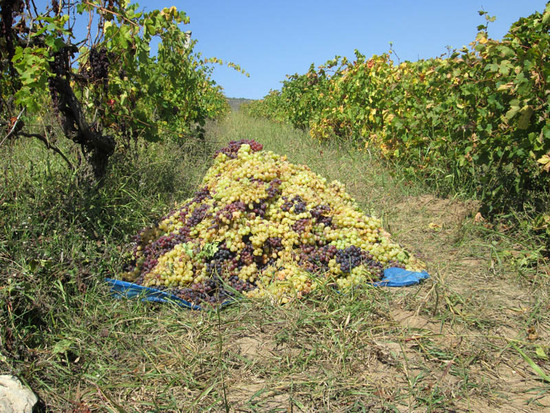 Собранный виноград одного ряда.