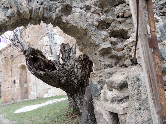 Старое тутовой дерево и арка.