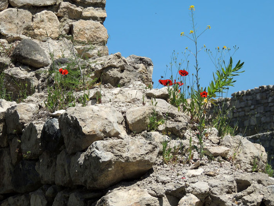 Разрушенная монастырская стена и цветы.