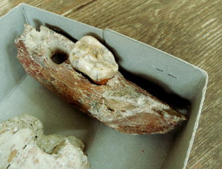 Фрагмент челюсти пещерного медведя, найденный в Азохской пещере. Нагорный Карабах, Гадрутский район, село Азох, 4 августа 2013 г. Фото Алвард Григорян для "Кавказского узла" 