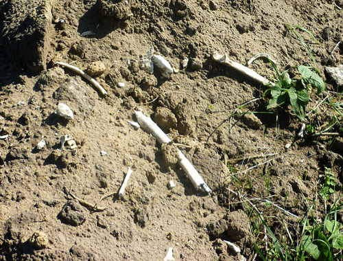 Человеческие останки, найденные в захоронении, на территории пепельного карьера близ селения Заюково. КБР, Баксанский район, 2013 г. Фото Виктора Котлярова 
