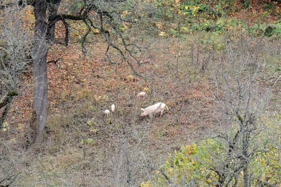 Поросята в лесу. Поросята в лесу.