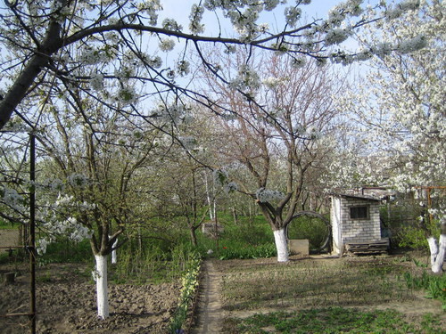 Цветение садов в Ставропольском крае, фото корреспондента «Кавказского узла»