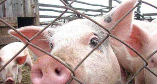 Свиноферма. Фото с сайта www.agro.ru