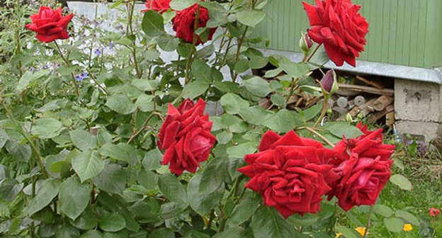 Клумбовые розы. Фото с сайта www.flower-s.narod.ru