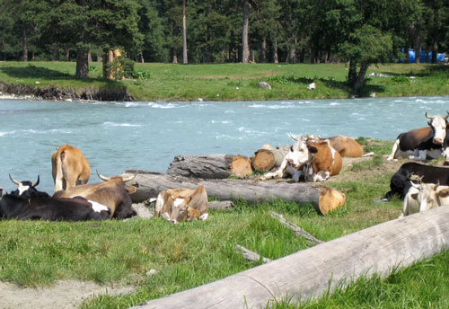 Коровы, Ставропольский край. Фото "Кавказского Узла"