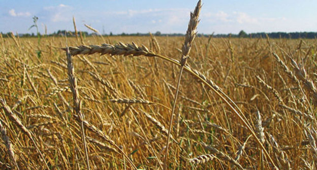 Пшеничное поле. Фото с сайта http://ru.wikipedia.org