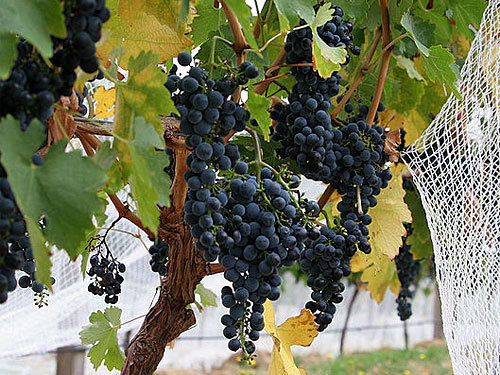 Фото с сайта http://ru.wikipedia.org Фото с сайта http://ru.wikipedia.org