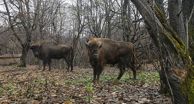 Зубры в горно-лесистой части Северной Осетии. Фото "Кавказского Узла"