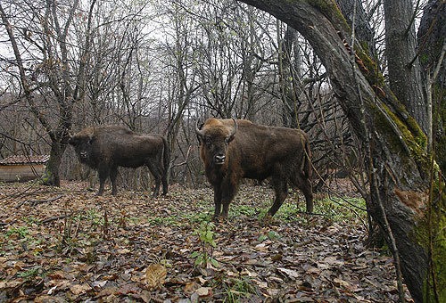 Зубры в горно-лесистой части Северной Осетии. Фото "Кавказского Узла"