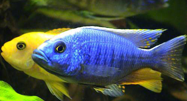 Африканские цихлиды. Фото с сайта www.zooservis.ru