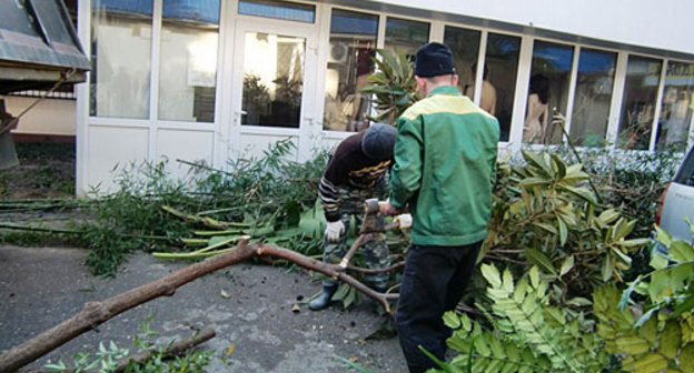 Вырубка многолетних деревьев и кустарников на улице Островского в Сочи. Фото "Кавказского Узла"