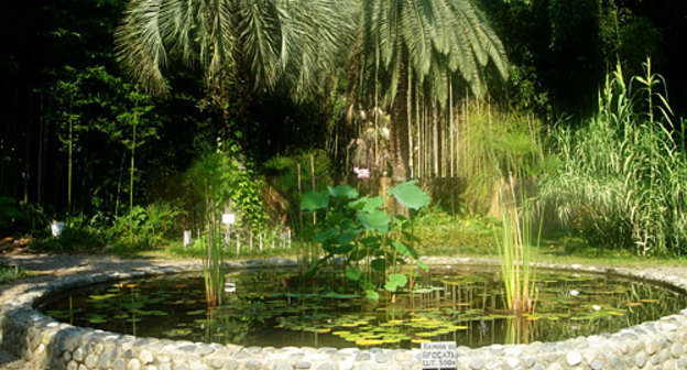 В Сухумском Ботаническом саду. Фото "Кавказского Узла"