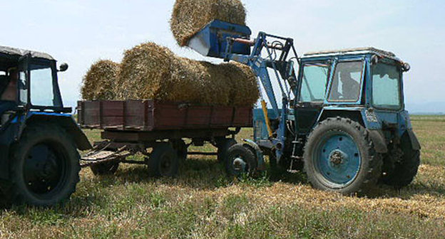 В Ардонском районе Северной Осетии есть необходимая кормовая база для строительства нового животноводческого комплекса. Фото "Кавказского Узла"