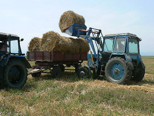 В Ардонском районе Северной Осетии есть необходимая кормовая база для строительства нового животноводческого комплекса. Фото "Кавказского Узла" В Ардонском районе Северной Осетии есть необходимая кормовая база для строительства нового животноводческого комплекса. Фото "Кавказского Узла"